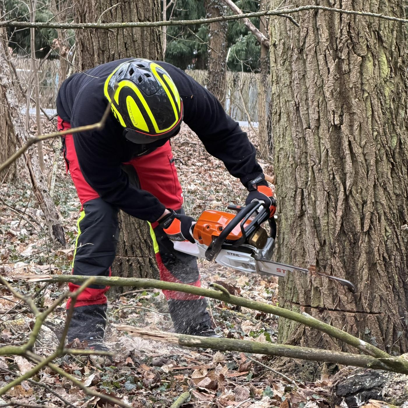 Baumfällung in Märkisch-Oderland – Bild 1