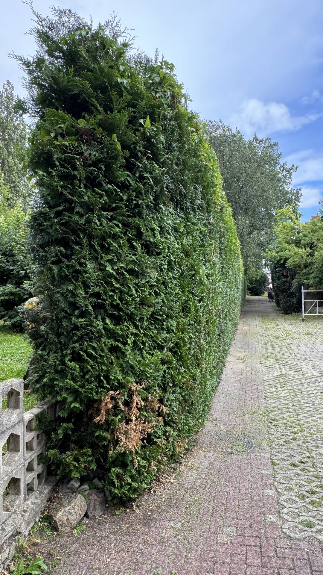 Thujahecke am Weg zurückgeschnitten – Nachher