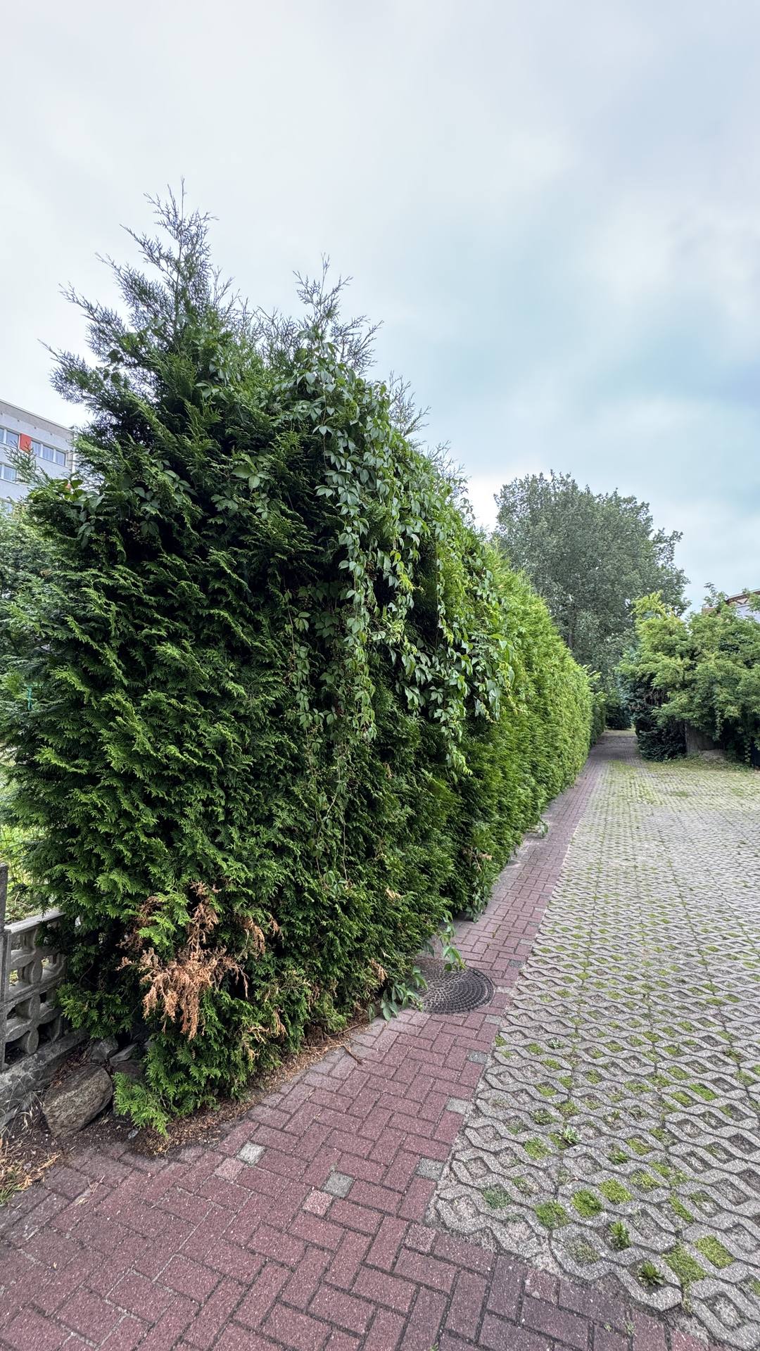 Thujahecke am Weg zurückgeschnitten – Vorher